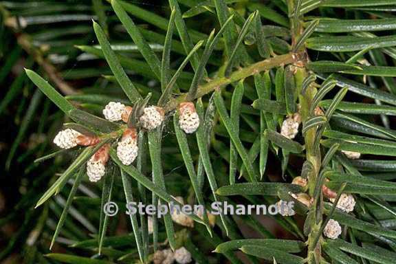 torreya californica 3 graphic